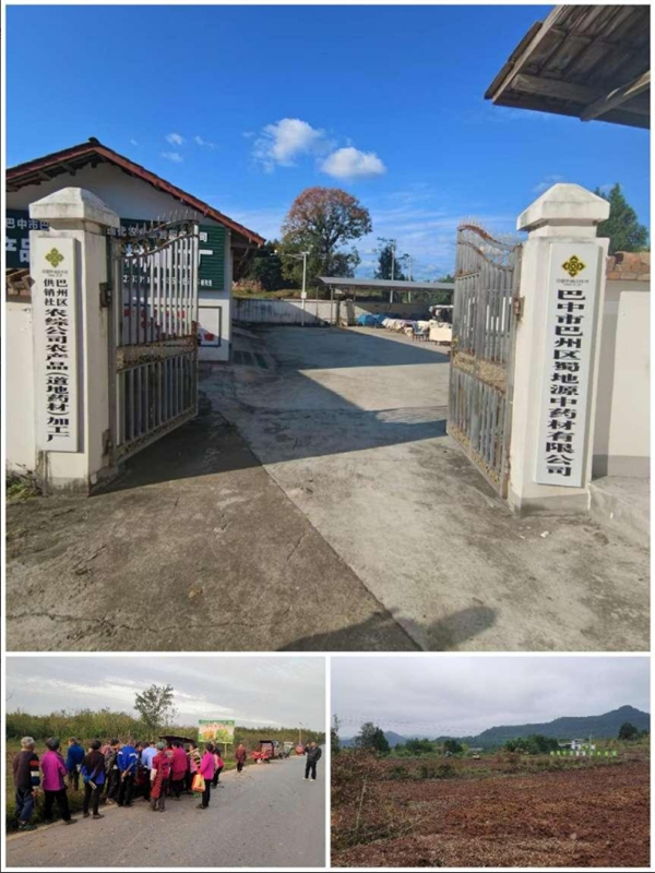 三社合作新实践 尊龙集团中国官方网站中药新篇章